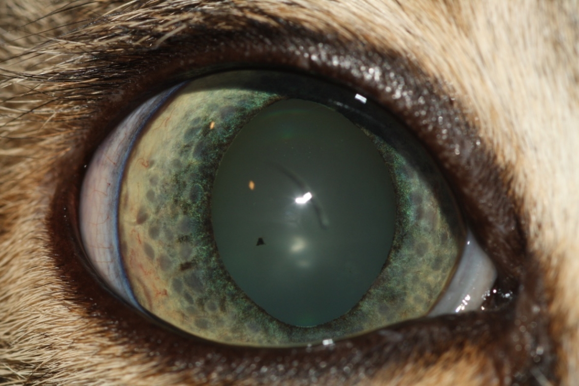 LE UVEITI NEL CANE E NEL GATTO